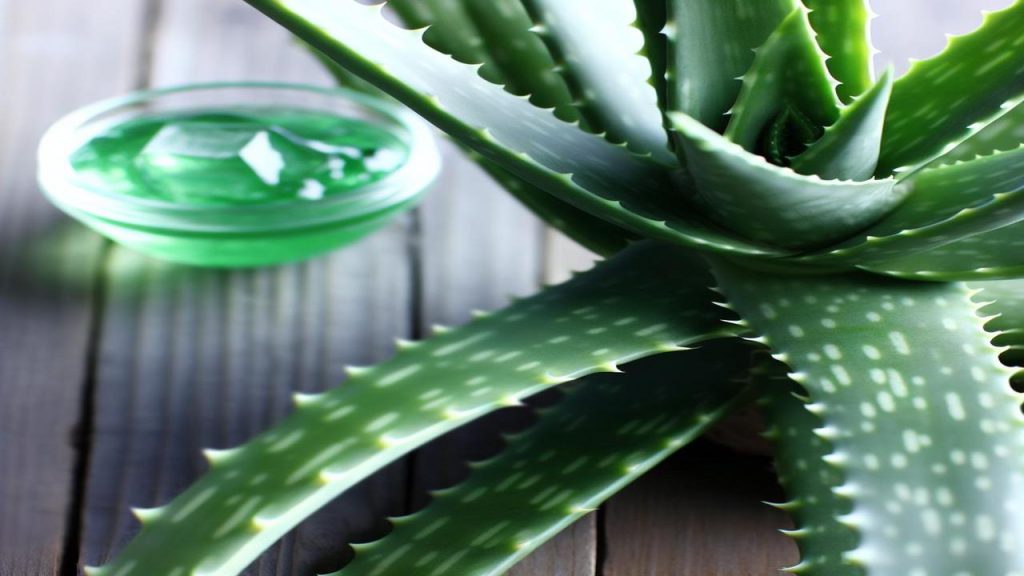 Aloes na trądzik? Sprawdź czy warto